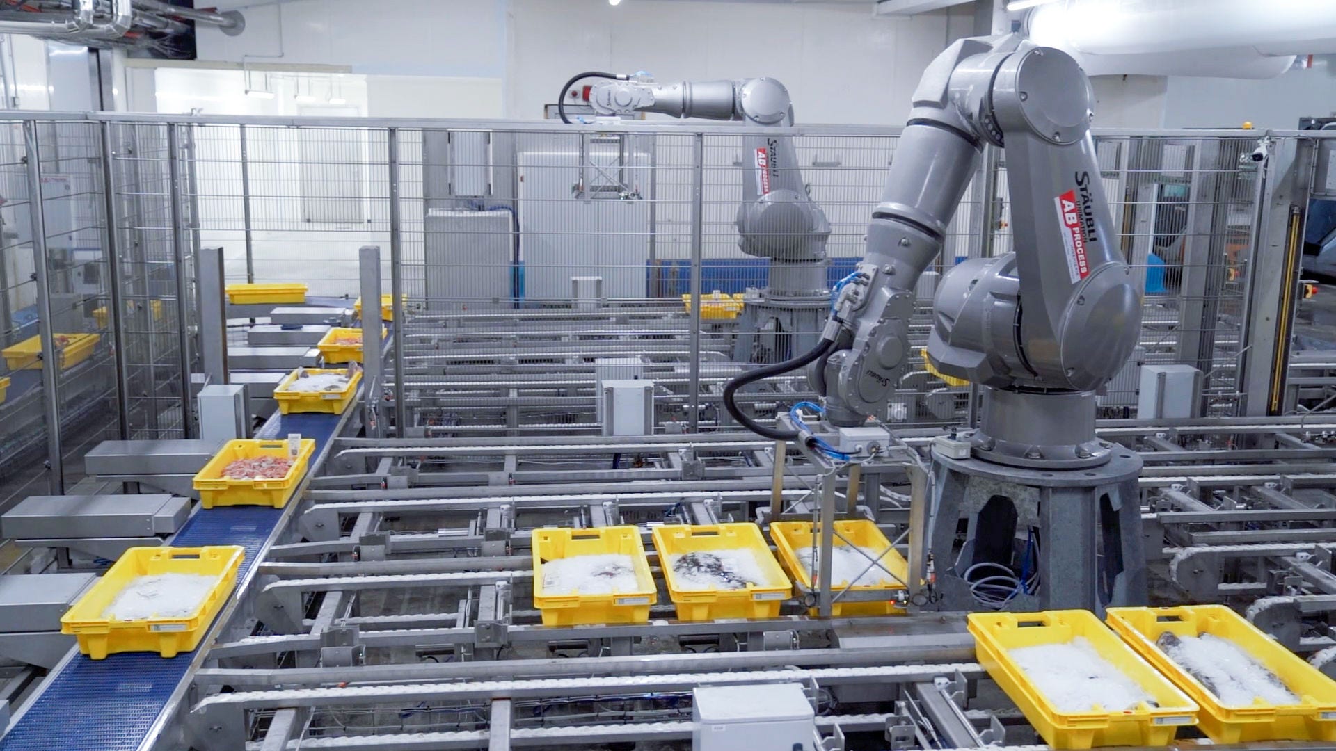 tx200-he-food-cci-fish-auction