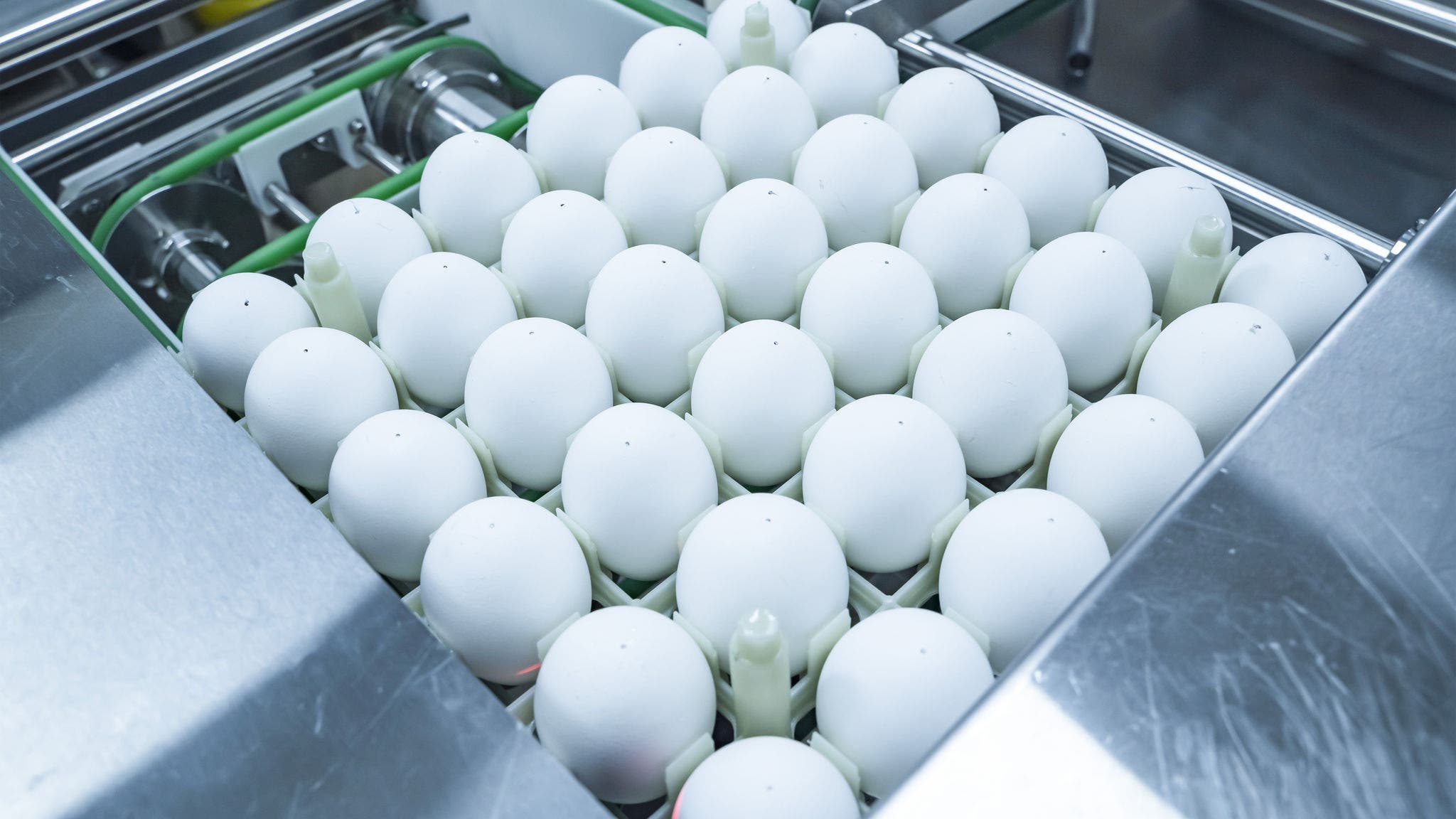 The vaccine is produced by multiplying it in chicken´s eggs.