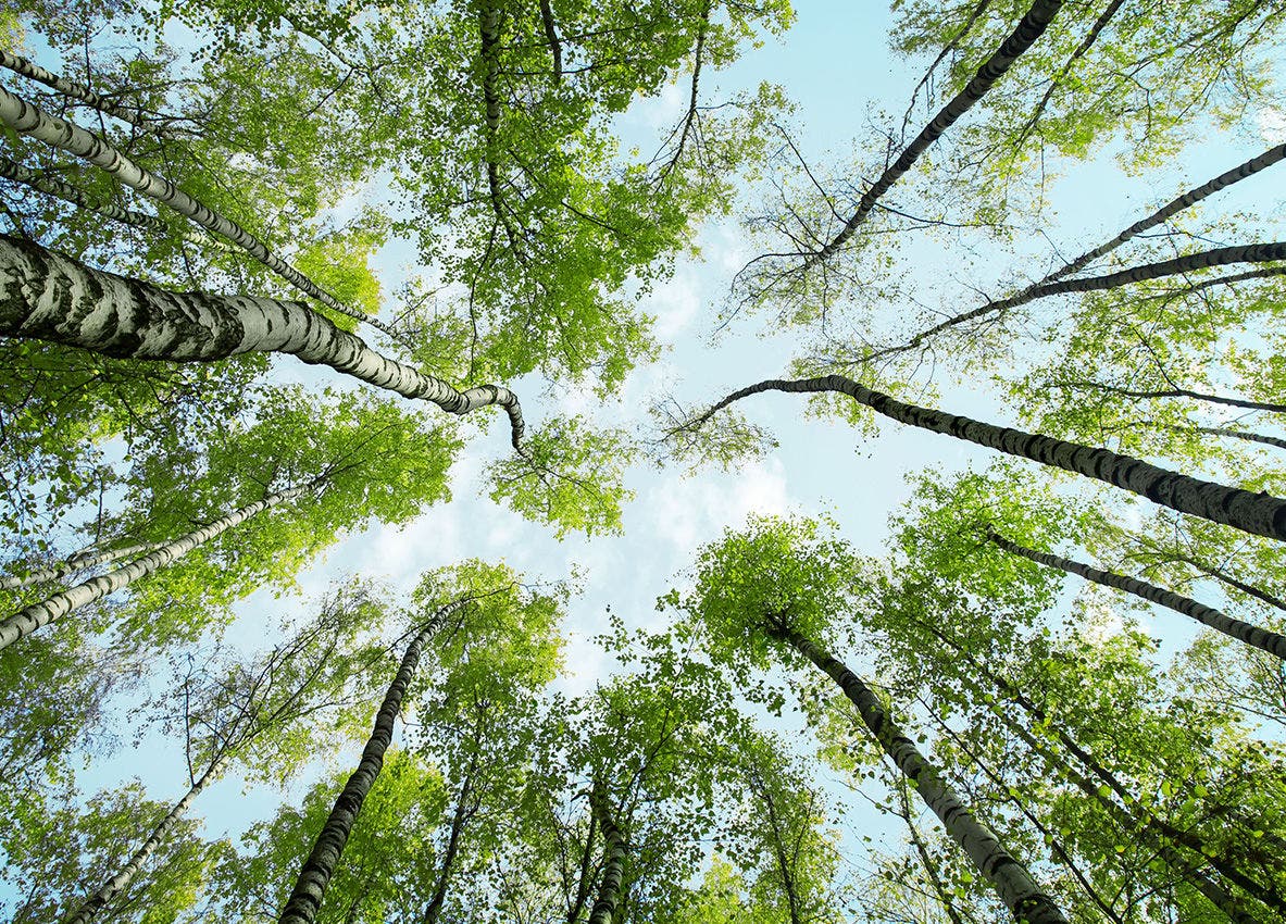visuel environment